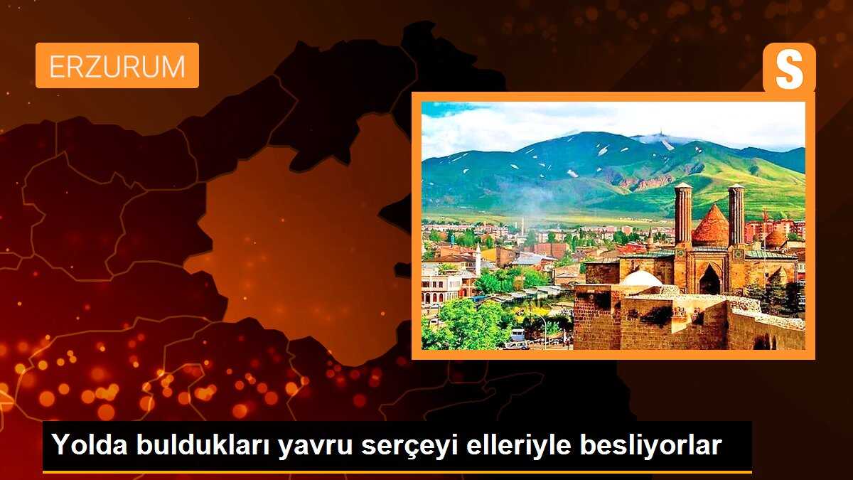 Yolda buldukları yavru serçeyi elleriyle besliyorlar