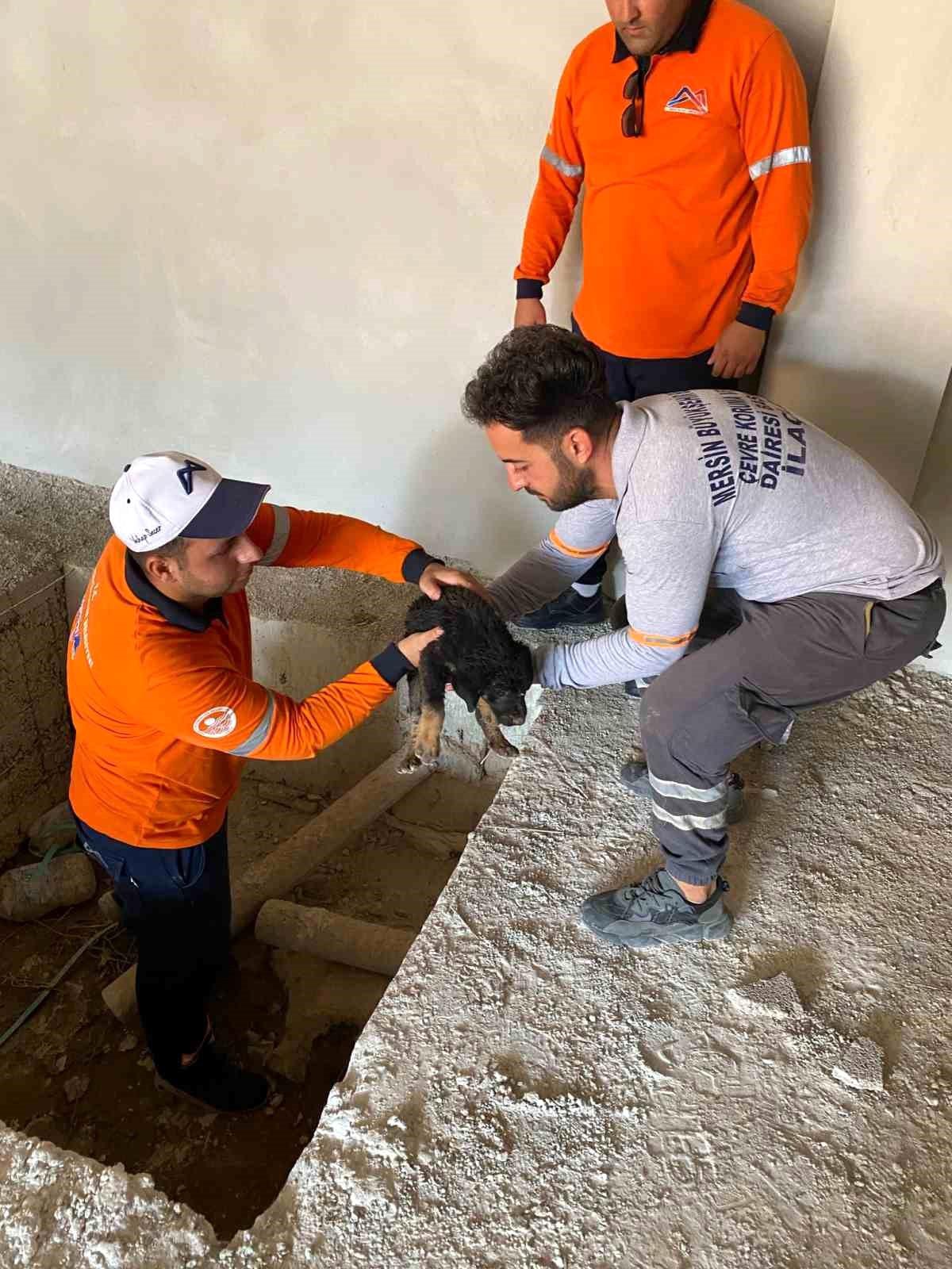 Mersin\'de İlaçlama Ekipleri Gözleri Görmeyen Yavru Köpeği Kurtardı
