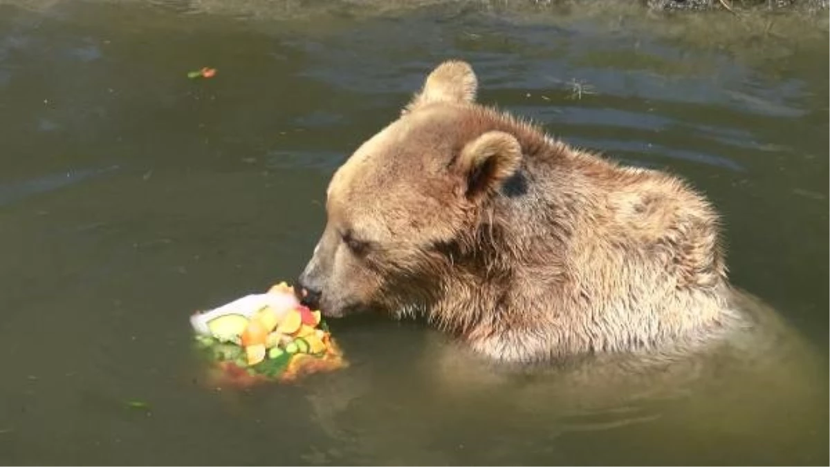 Bursa Hayvanat Bahçesi\'nde Hayvanlar Serinletiliyor