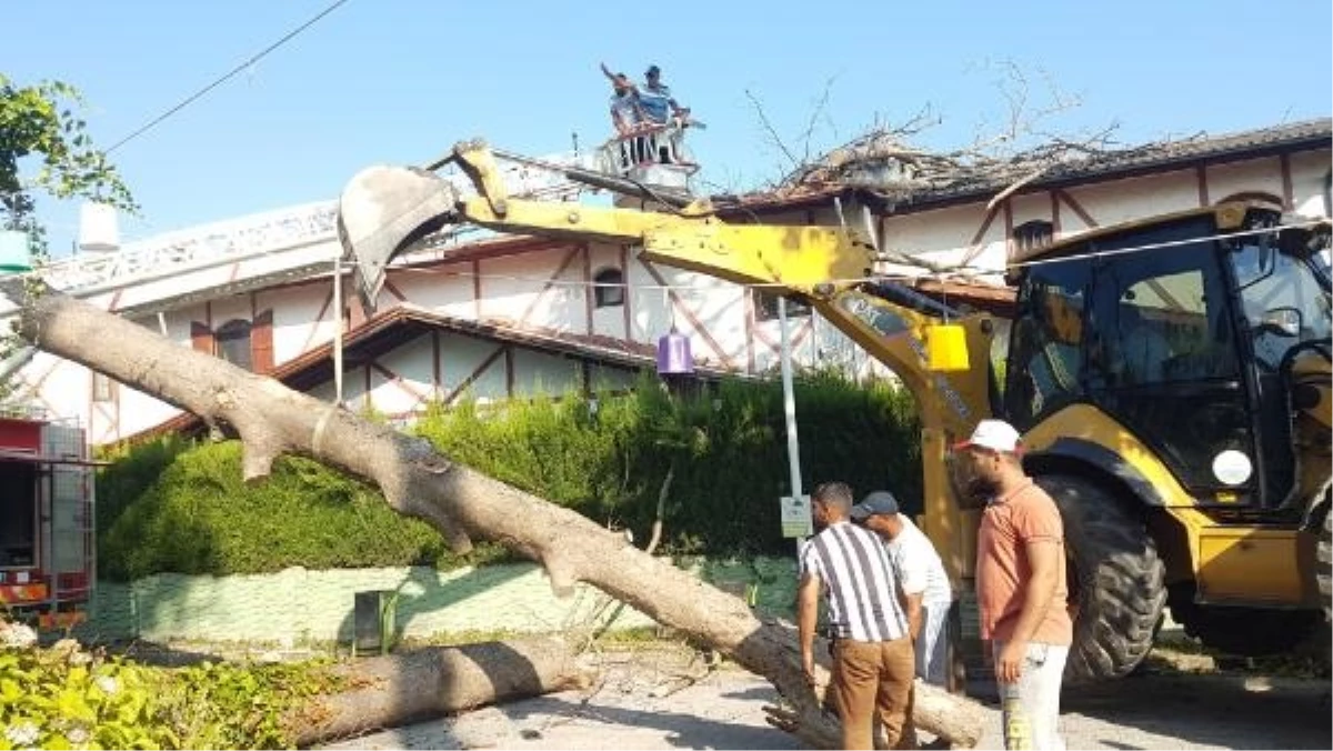 Sapanca\'da asırlık çınar ağacı villanın çatısına devrildi