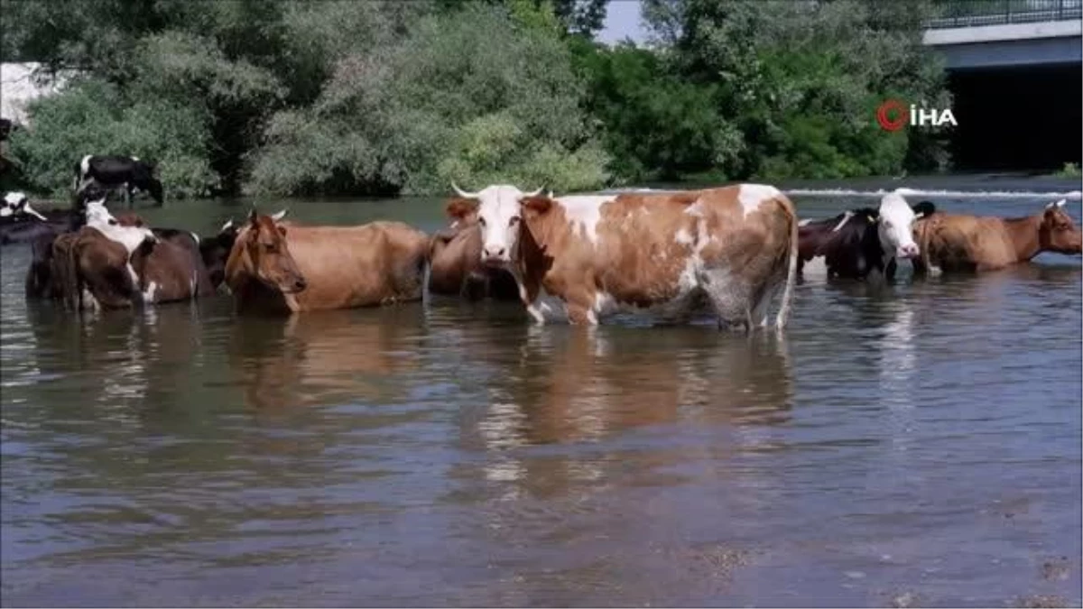 Çobanlar sıcaktan bunalan sürüleri Tunca Nehri\'nde serinletiyor