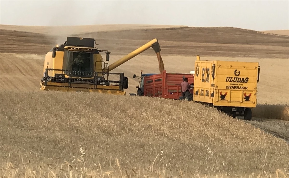 Diyarbakır\'da Buğday Verimi Uzun Yıllar Ortalamasını Aştı