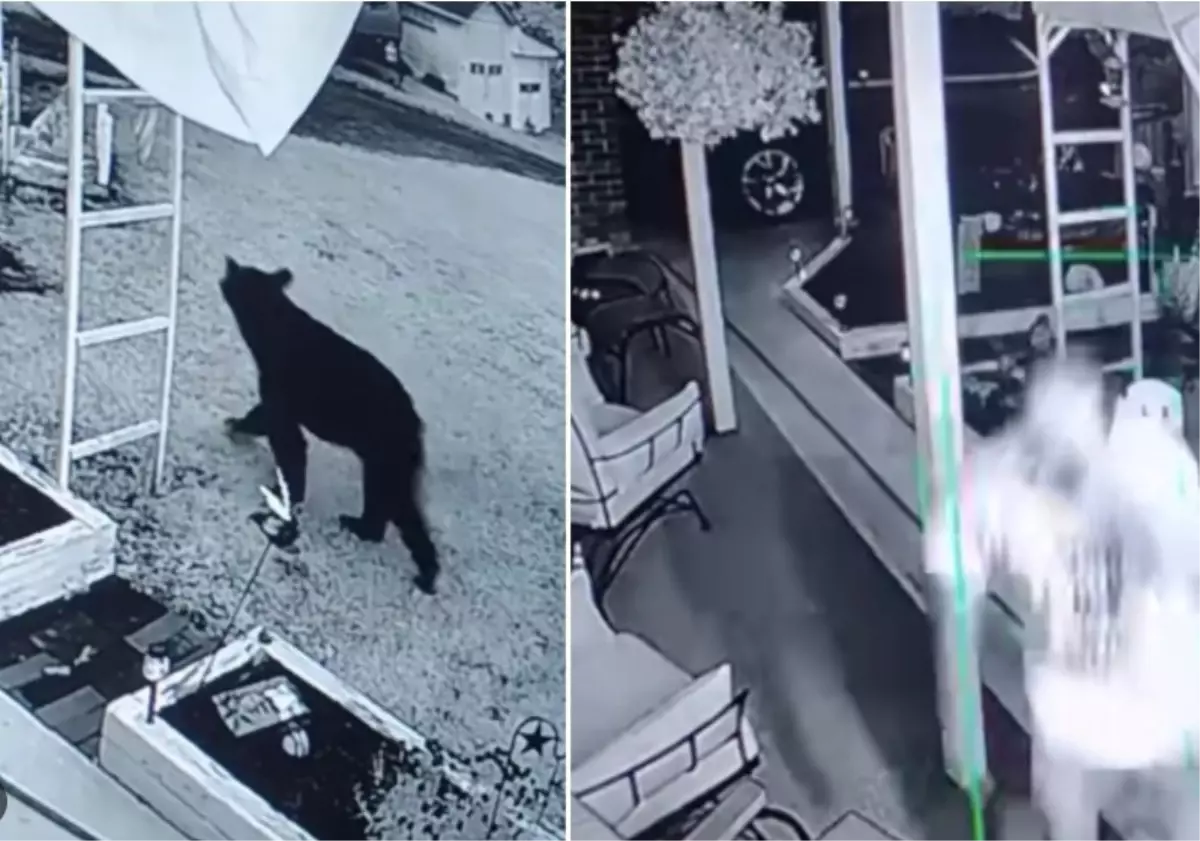 Amerika'da Ayı Saldırısı: Adam Kurtuldu, Ayı Yakalandı