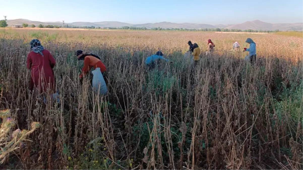 Tarım İşçileri Günlük 12 Saat Çalışıp 460 TL Yevmiye Kazanıyorlar