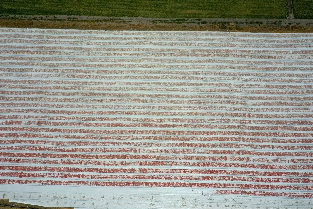 Kahramanmaraş\'ın Türkoğlu ilçesinde depremden etkilenen çiftçiler domates ihracatı yapıyor