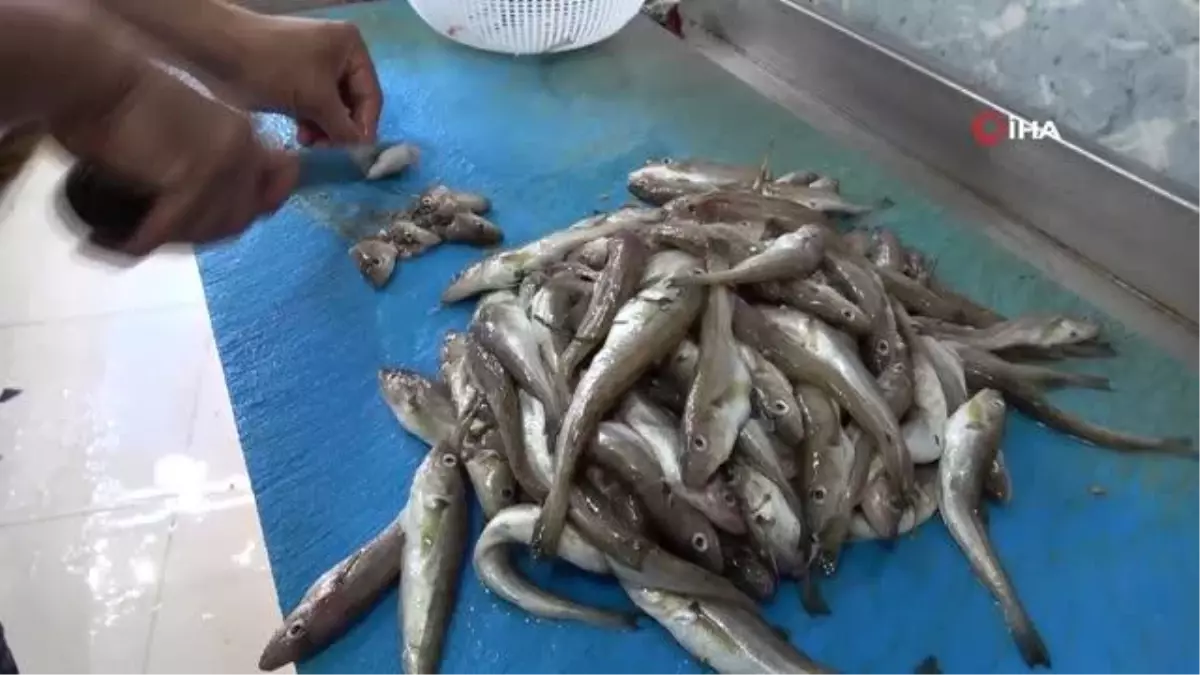 Olta Mezgitleri Tezgahlardaki Yerini Aldı