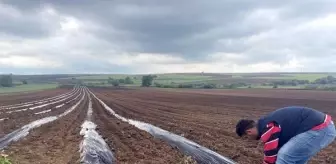 Kuraklık Nedeniyle Karpuz Üretimi Düştü, Poşetleme Sistemiyle Verim Arttı