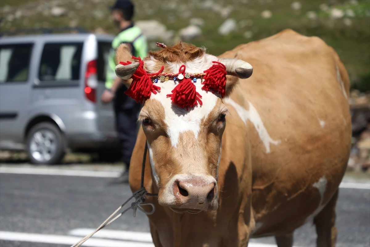 Rize\'de Ekşioğlu Vakfı tarafından düzenlenen Ovit Yayla Şenliği başladı