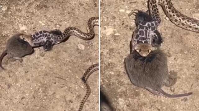 Sıçan kendisini yutan yılanın boğazını kemirerek kurtulmaya çalıştı