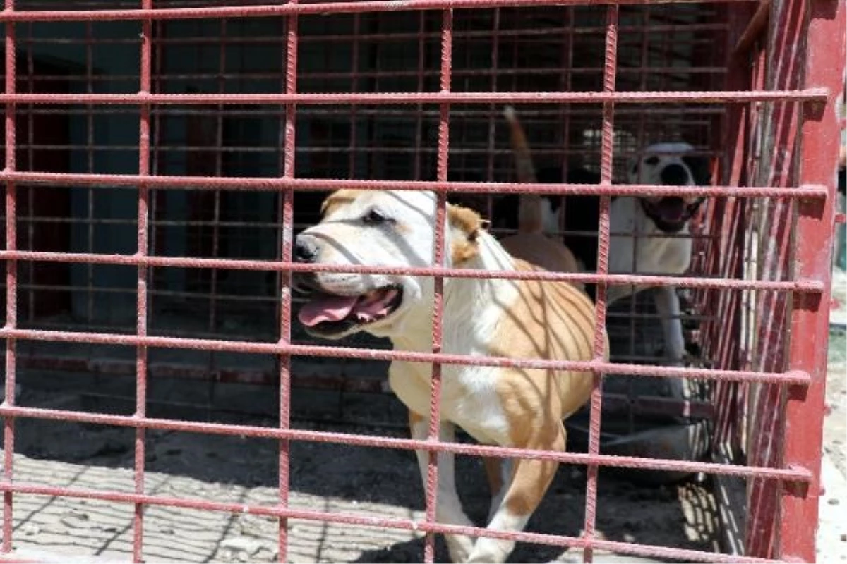 Van\'da Yasaklı Irk Köpekler İçin Hayvan Bakım ve Rehabilitasyon Merkezi Oluşturuldu