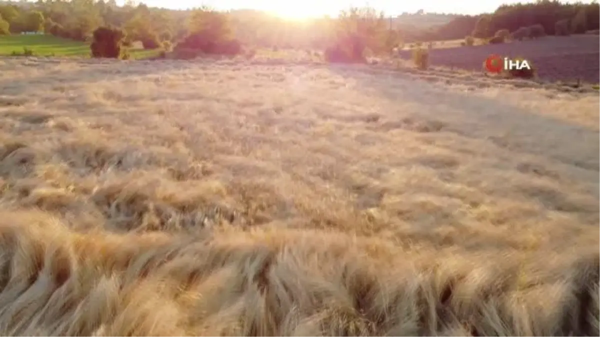 Buğdayın atası \'siyez\'de hasat dönemi başladı