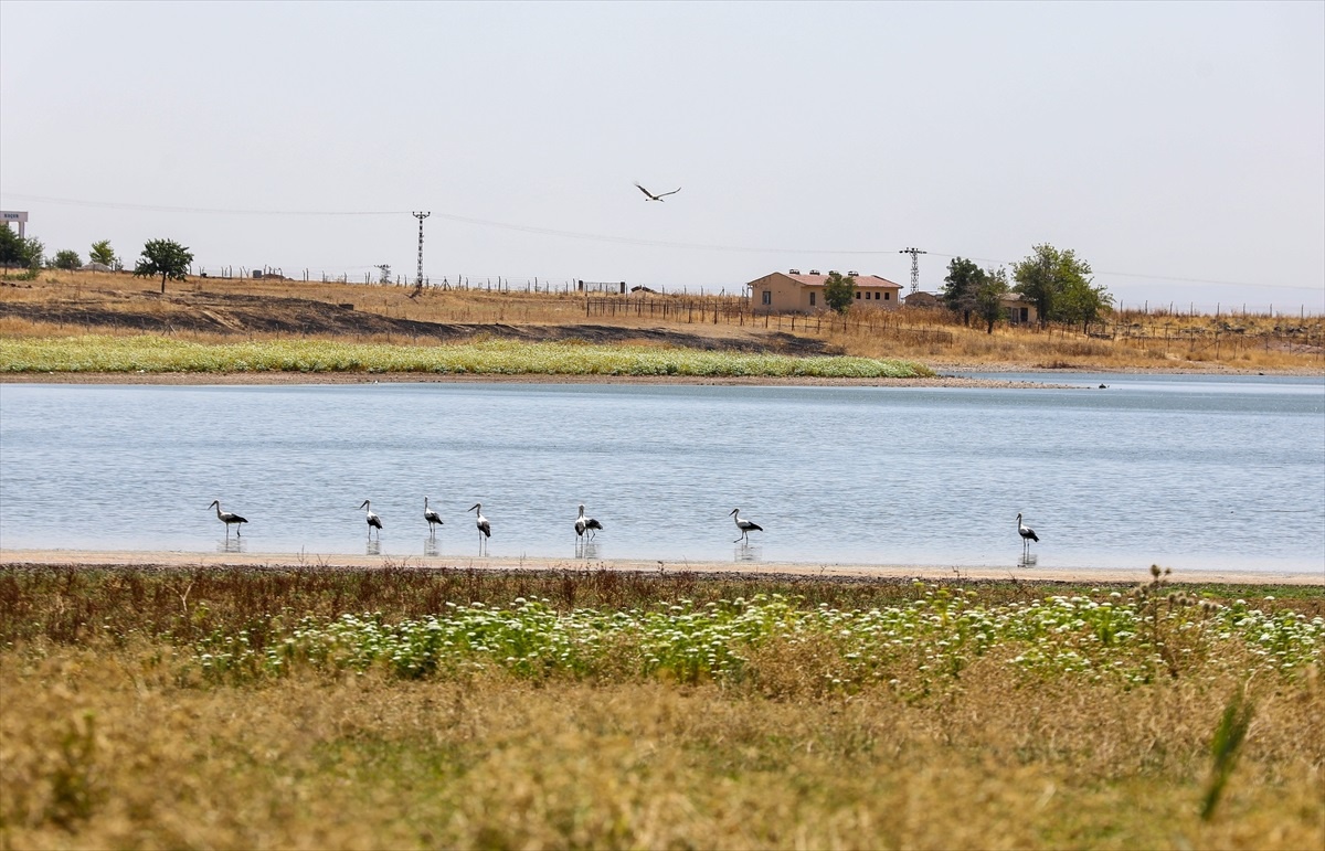 Dicle Vadisi\'ndeki Leylekler Kuraklık ve Sıcaklık Nedeniyle Zor Günler Geçiriyor