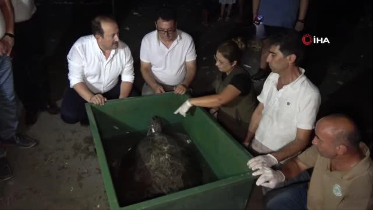 60 yaşındaki deniz kaplumbağaları tedavi sonrası tekrar denizle buluştu