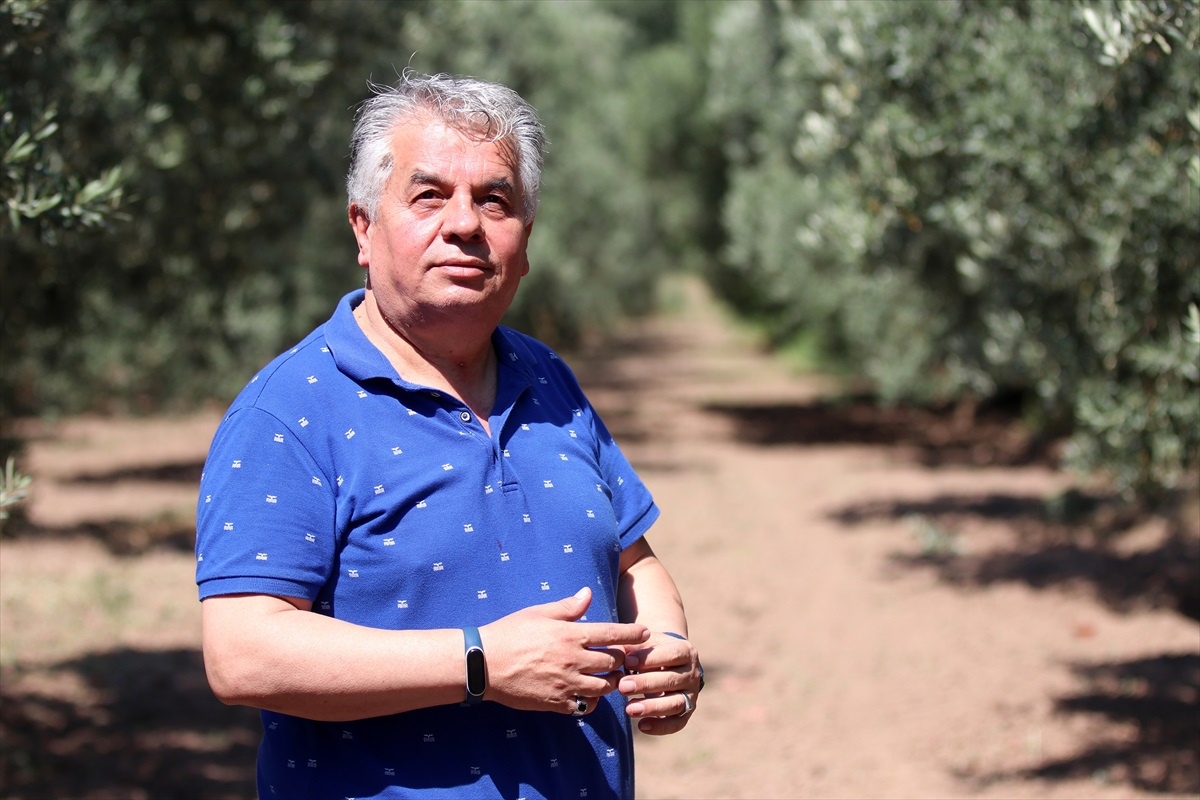 Akhisar\'da Zeytin Üreticileri Düşük Rekolte Bekliyor