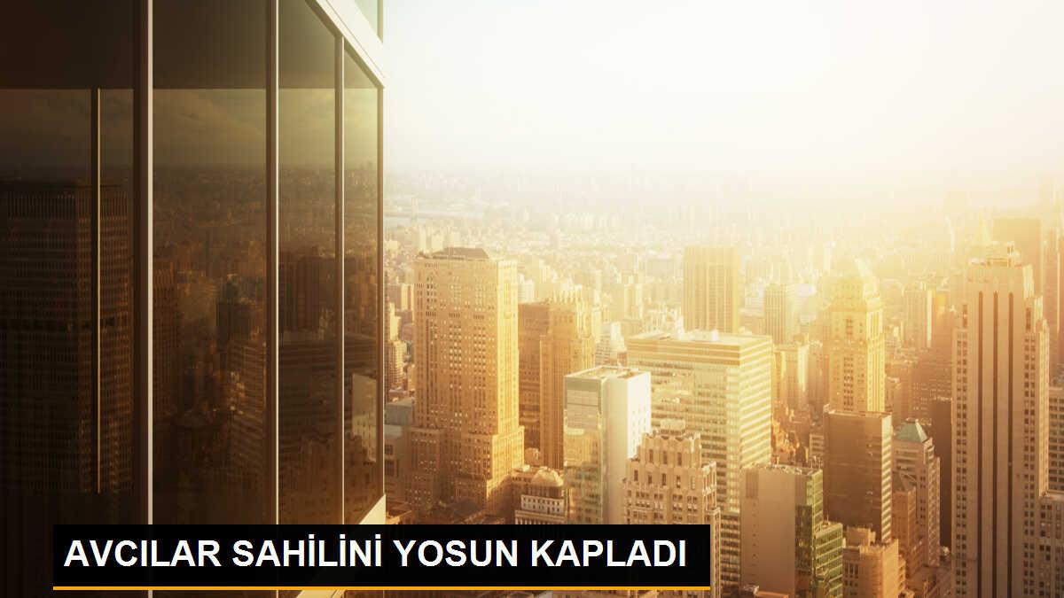 Avcılar Sahili Lodosla Yosun Kaplandı