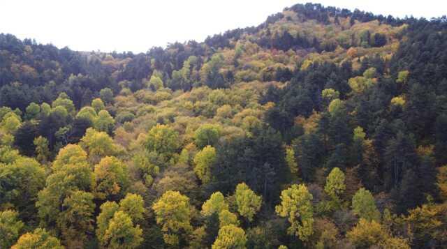 Başkanın oyu 2 sayıldı! Bodrum Belediyesi'nin ormanlık alana özel imar izni ortalığı karıştırdı