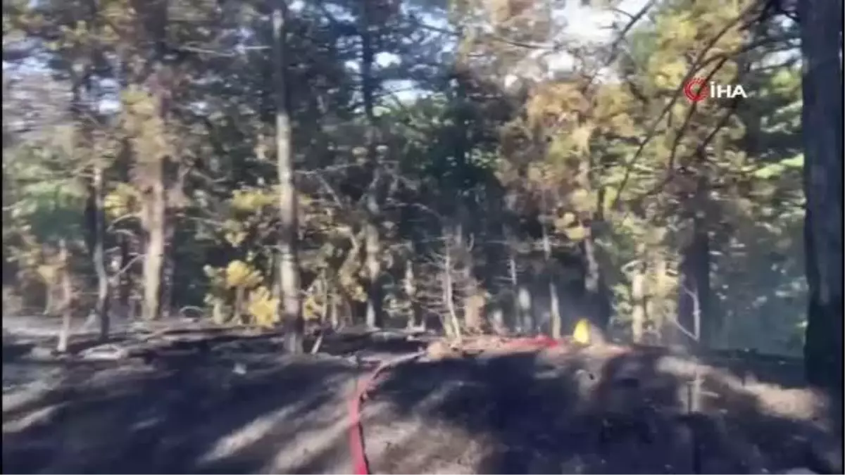 Bolu\'da 2 dönümlük orman kül oldu