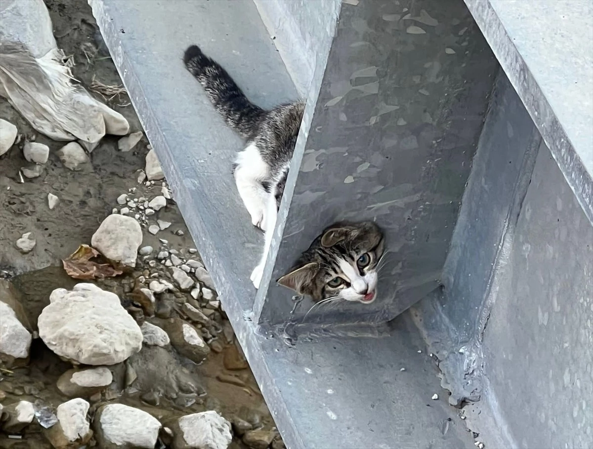 İskilip\'te Yaya Köprüsünde Sıkışan Kedi İtfaiye Tarafından Kurtarıldı