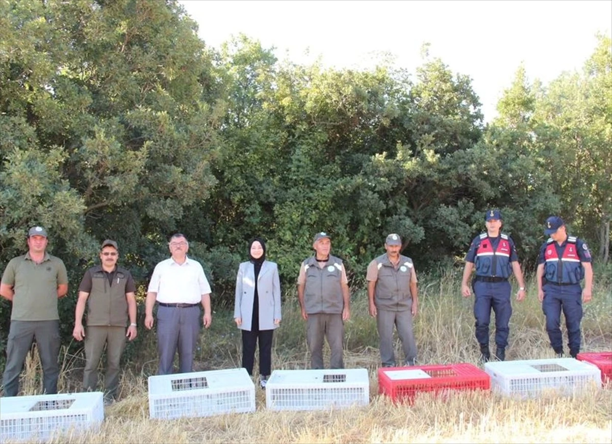 Doğa Koruma ve Milli Parklar Kırşehir Şube Müdürlüğünce 750 kınalı keklik doğaya salındı