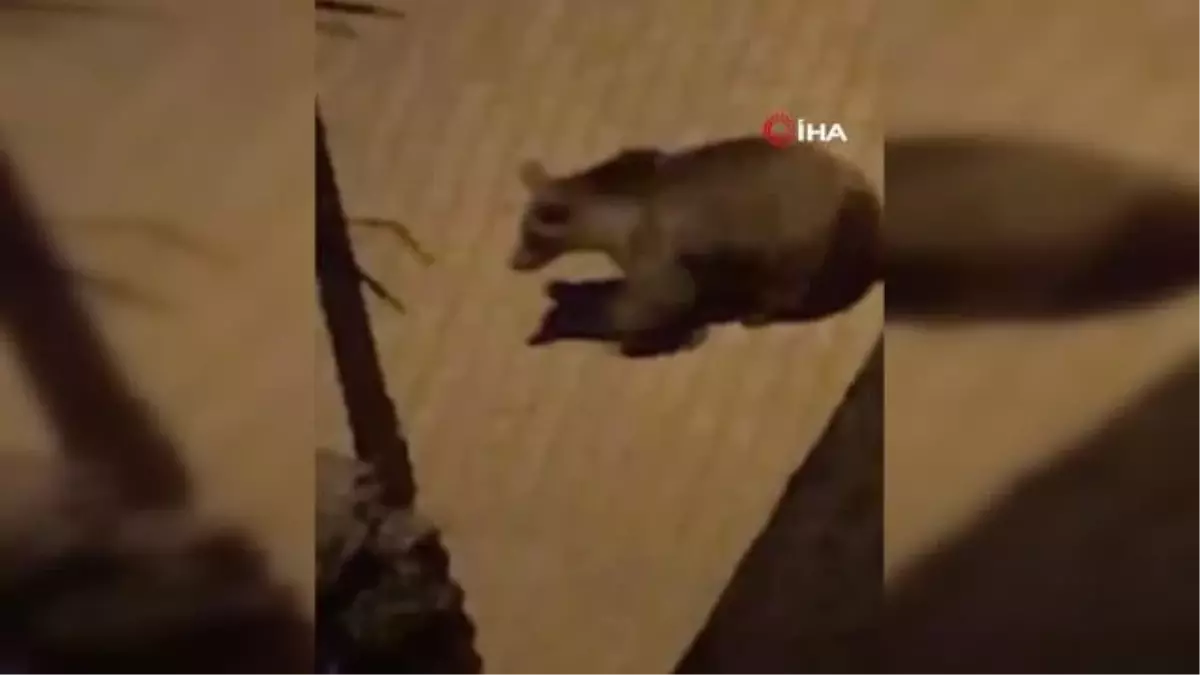 Kastamonu Küre ilçesinde mahallede gezinen ayı görüntülendi