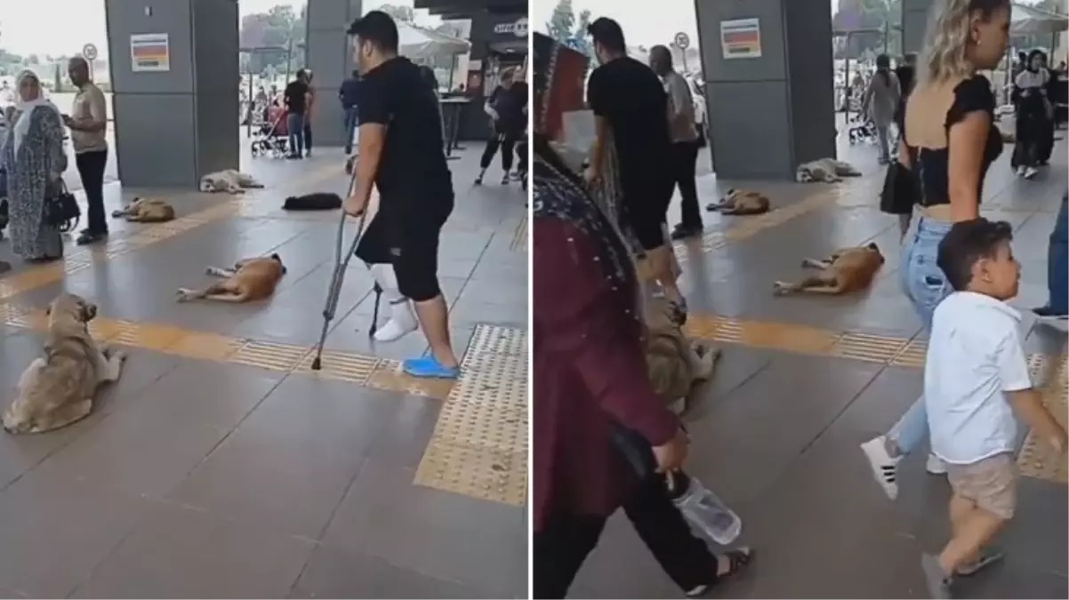 Mersin Tıp Fakültesi koridorları başıboş köpeklere teslim