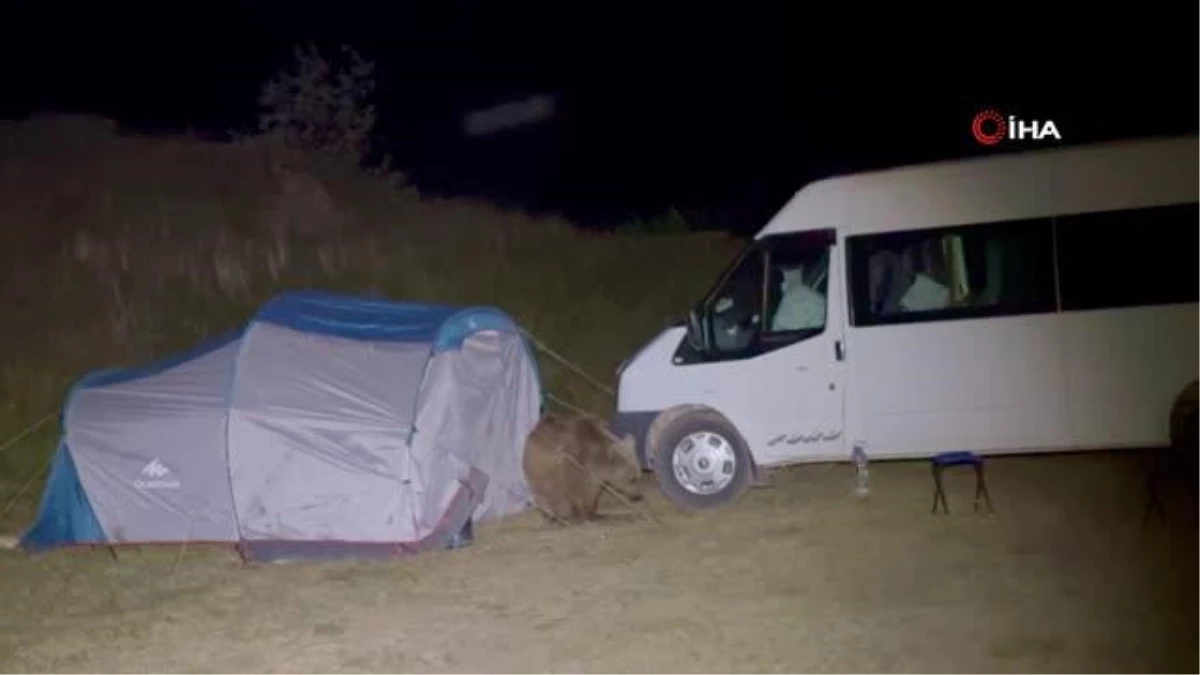 Nemrut\'taki ayılar turistlerin çadırını böyle parçaladı