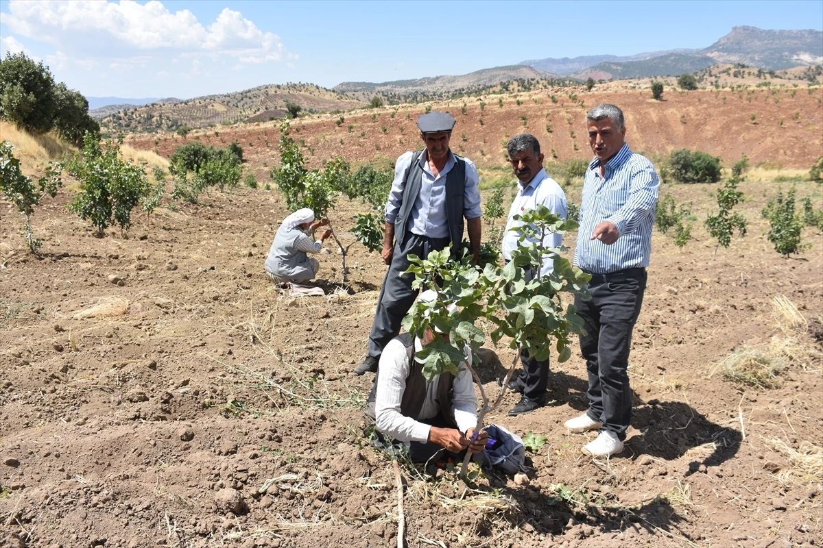 Şırnak\'ta Terk Edilen Köylerdeki Atıl Araziler Fıstık Bahçelerine Dönüştürülüyor