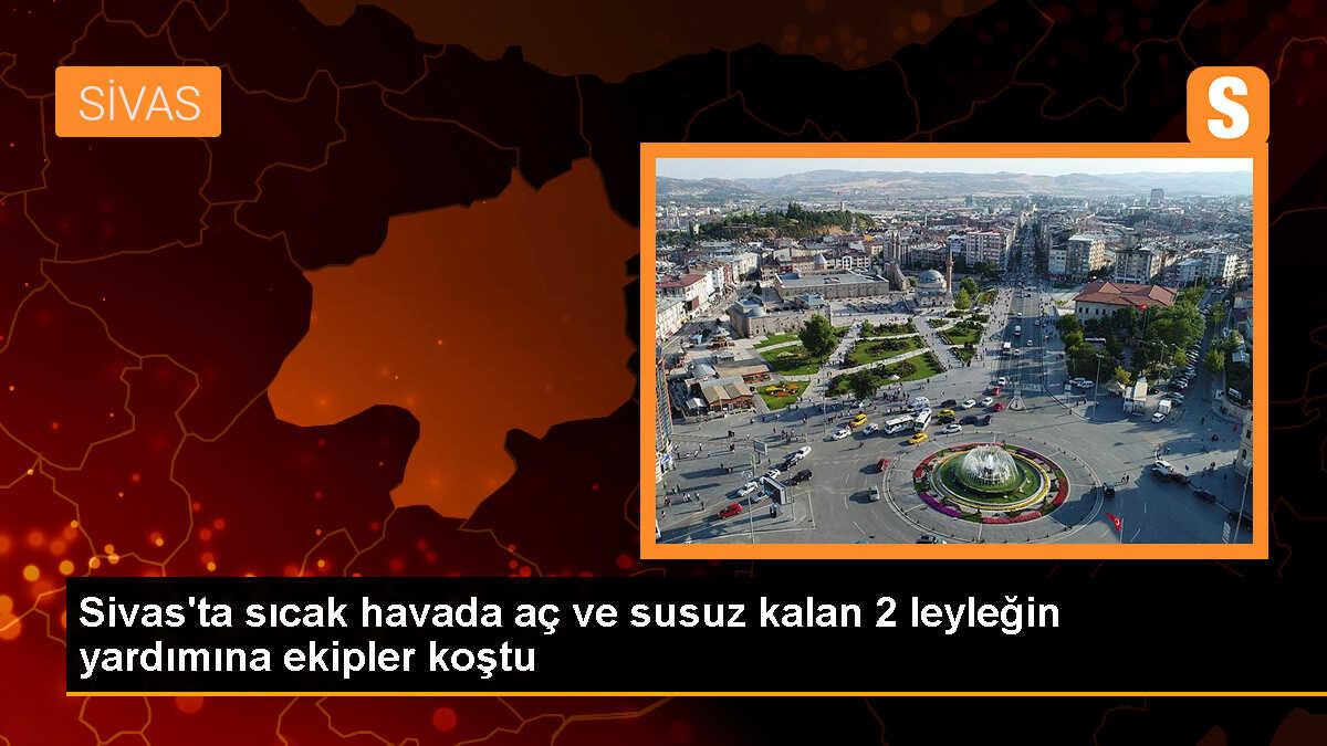 Sivas\'ta aç ve susuz kalan leylekler kurtarıldı