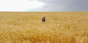 Van'ın Özalp ilçesinde buğday ve arpada yüksek rekolte bekleniyor