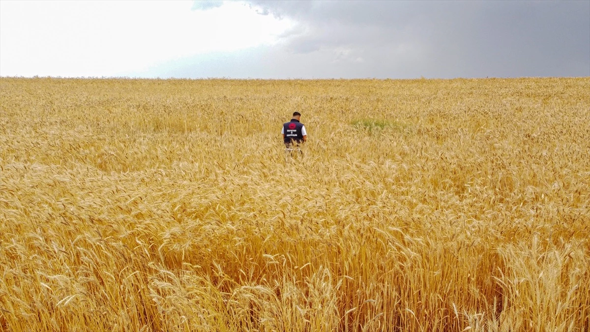 Van\'ın Özalp ilçesinde buğday ve arpada yüksek rekolte bekleniyor