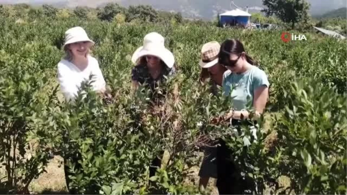 Romanyalı kızlar Türkiye\'de yaban mersini hasadı yaptı