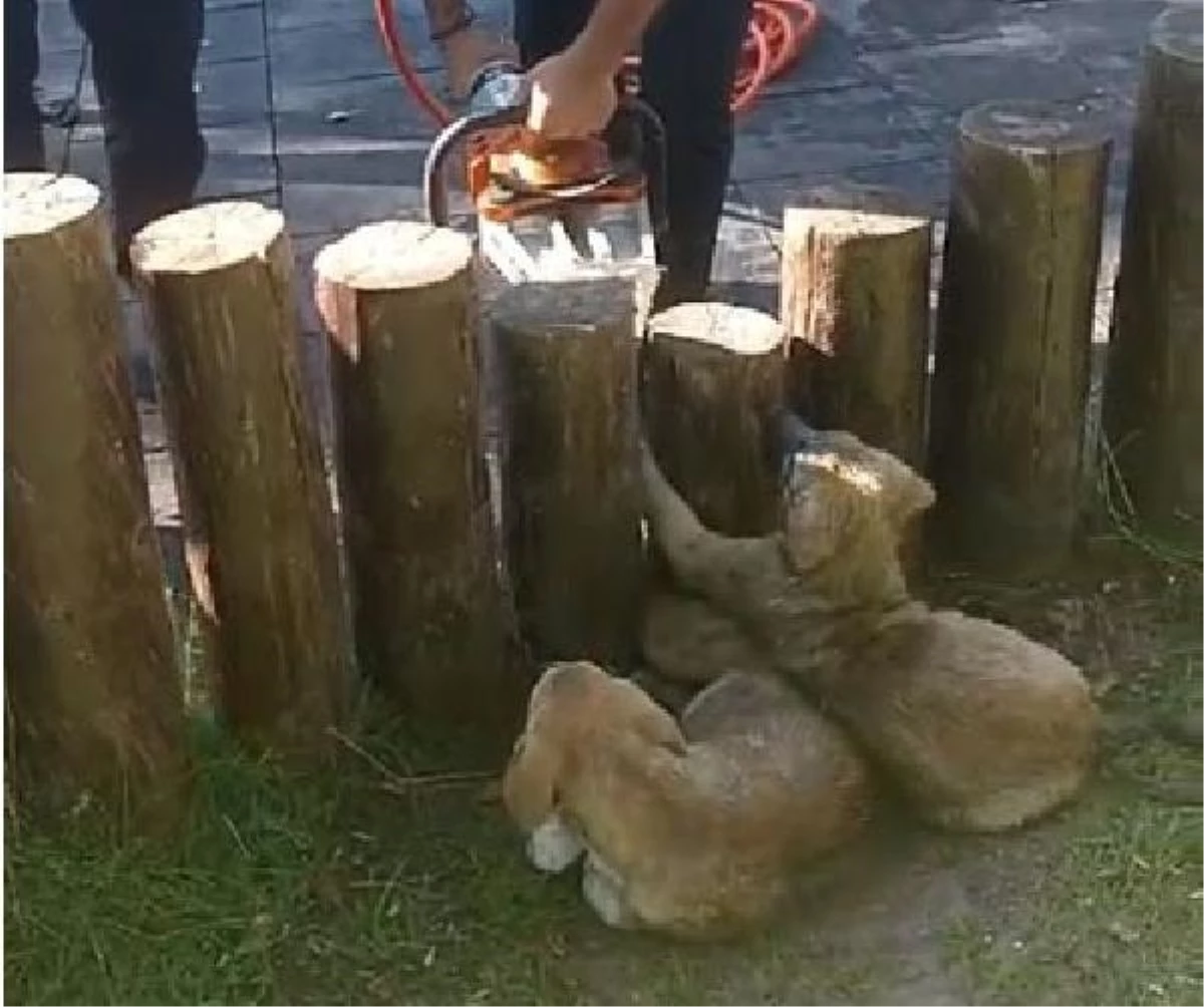 Sivas\'ta İtfaiye Ekipleri, Kütüklerin Arasında Sıkışan 2 Yavru Köpeği Kurtardı