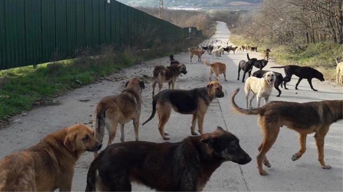 Türkiye\'deki başıboş köpekler turistlerin de korkulu rüyası oldu