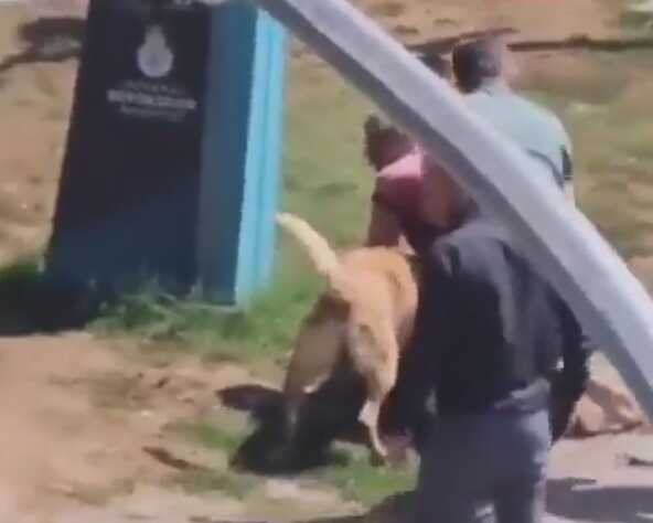 İstanbul'un göbeğinde kan donduran görüntü! Tasmasız gezdirilen köpek dehşet saçtı İstanbul'un göbeğinde kan donduran görüntü! Tasmasız gezdirilen köpek dehşet saçtı