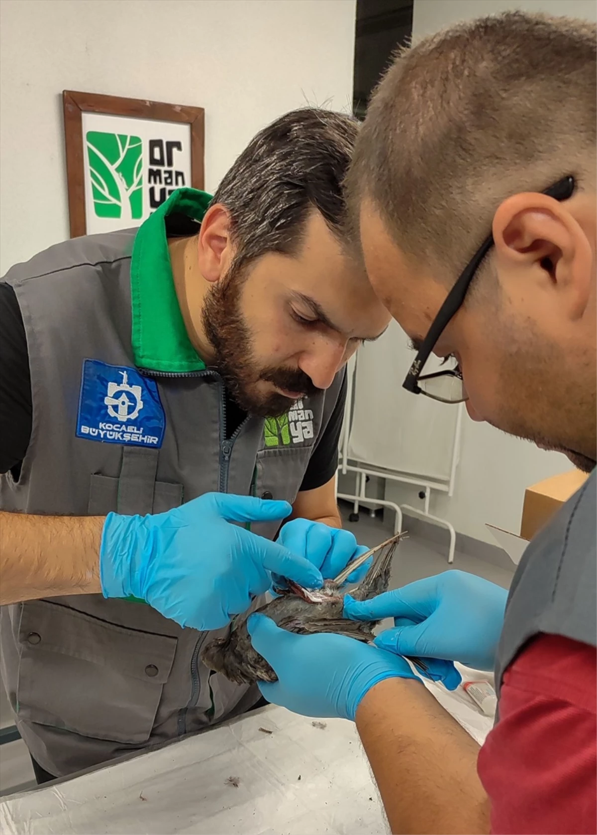 Kocaeli\'de TMO silosu patlamasında yaralanan güvercinler tedavi ediliyor