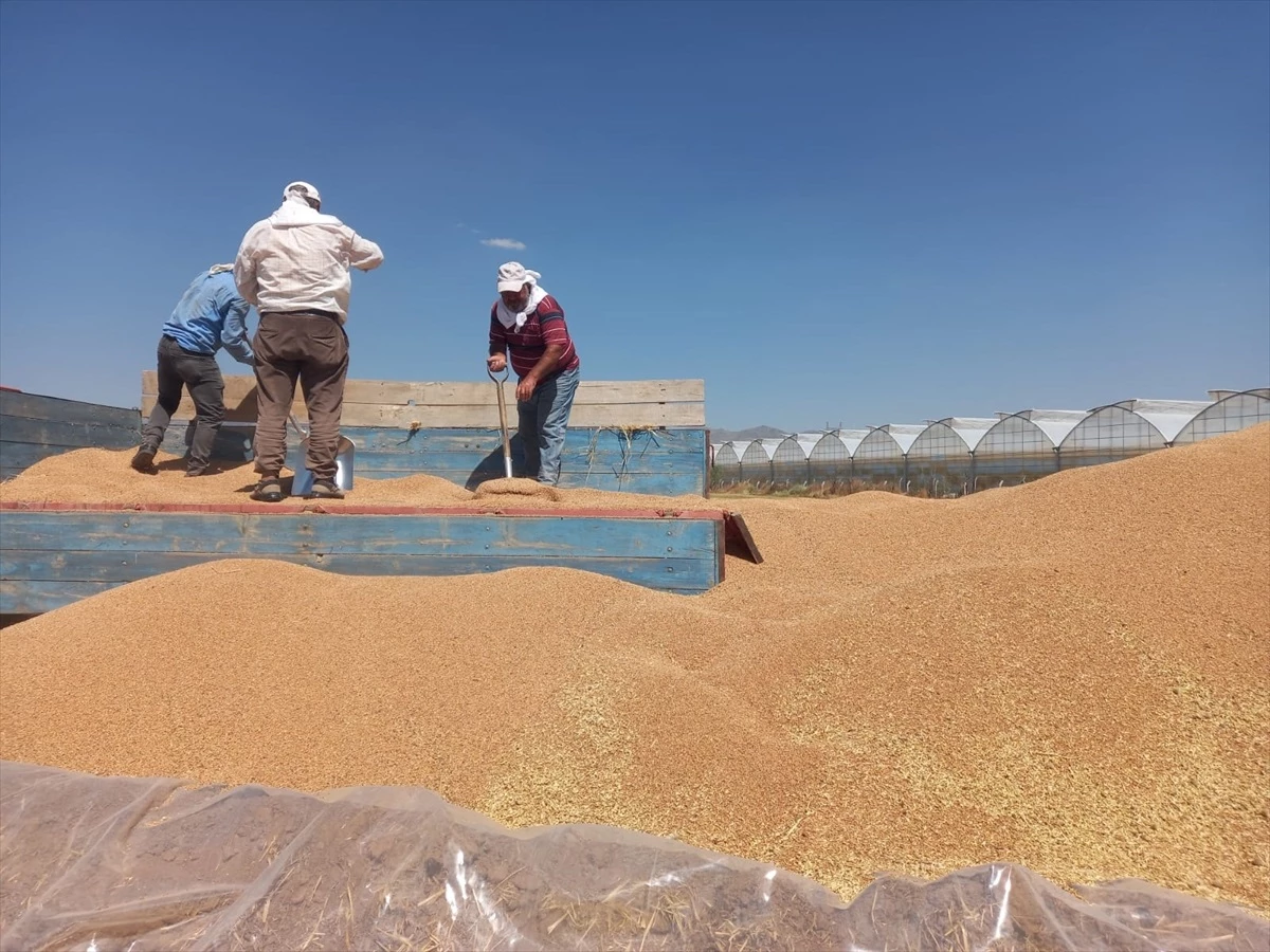 TMO, Sandıklı\'da Arpa ve Buğday Alımlarını Sürdürüyor