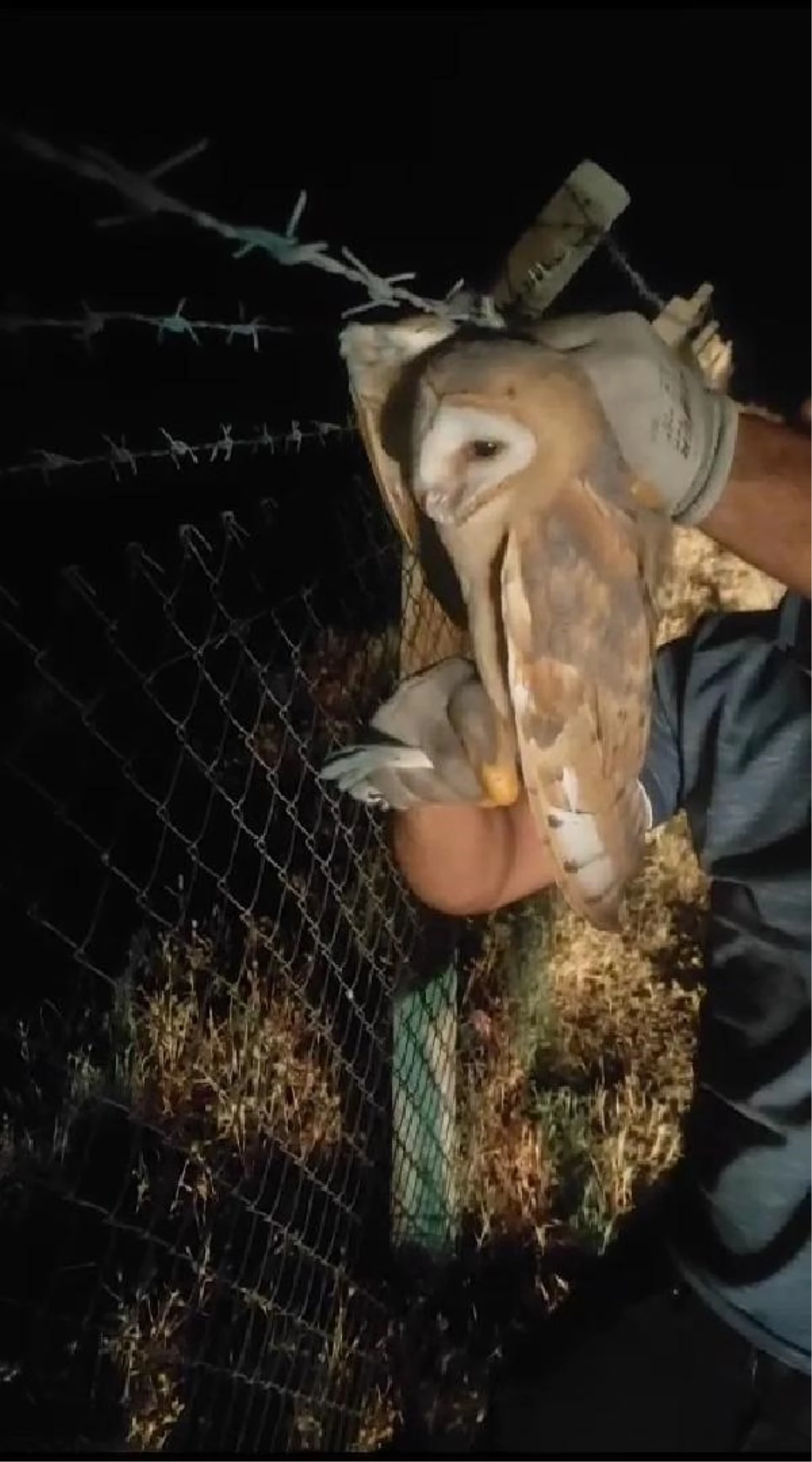 Kamyon şoförü tarafından kurtarılan baykuş doğaya salındı