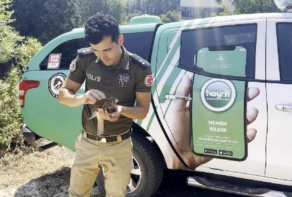 Sıcaktan bitkin düşen kerkenez polisler tarafından kurtarıldı