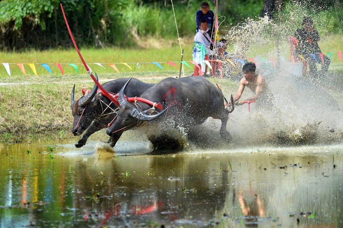 Tayland\'ın Chonburi kentinde düzenlenen bufalo yarışı