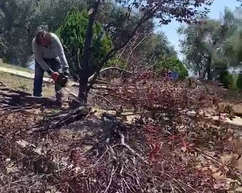 Bornova Belediyesine ağaç kesim tepkisi