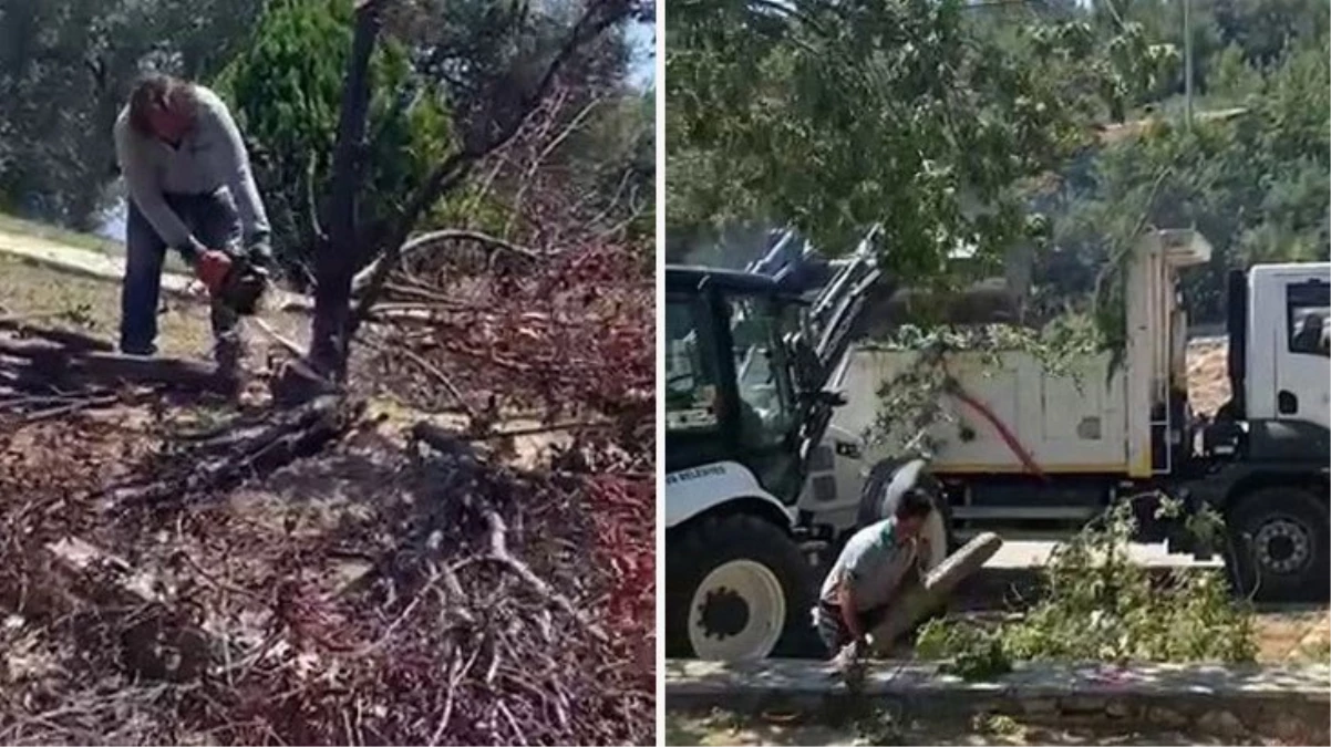 Bornova Belediyesinin zeytin ağacı kesimine mahalleliden tepki