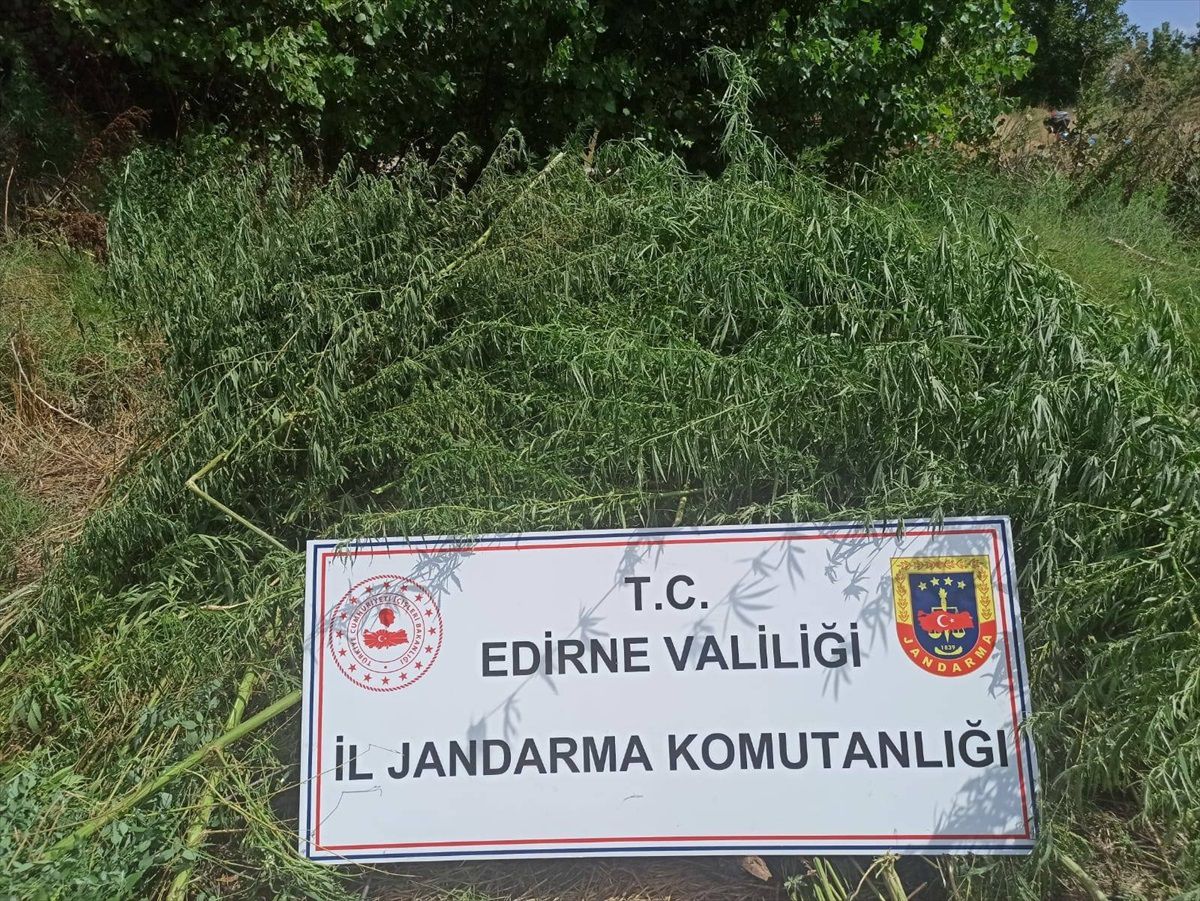 Edirne\'de mısır tarlasında 26 bin 500 kök Hint keneviri ele geçirildi