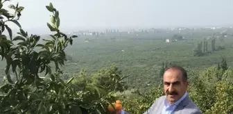 Ege Bölgesi'nde Narenciye Üretimi Yüzde 86 Artacak