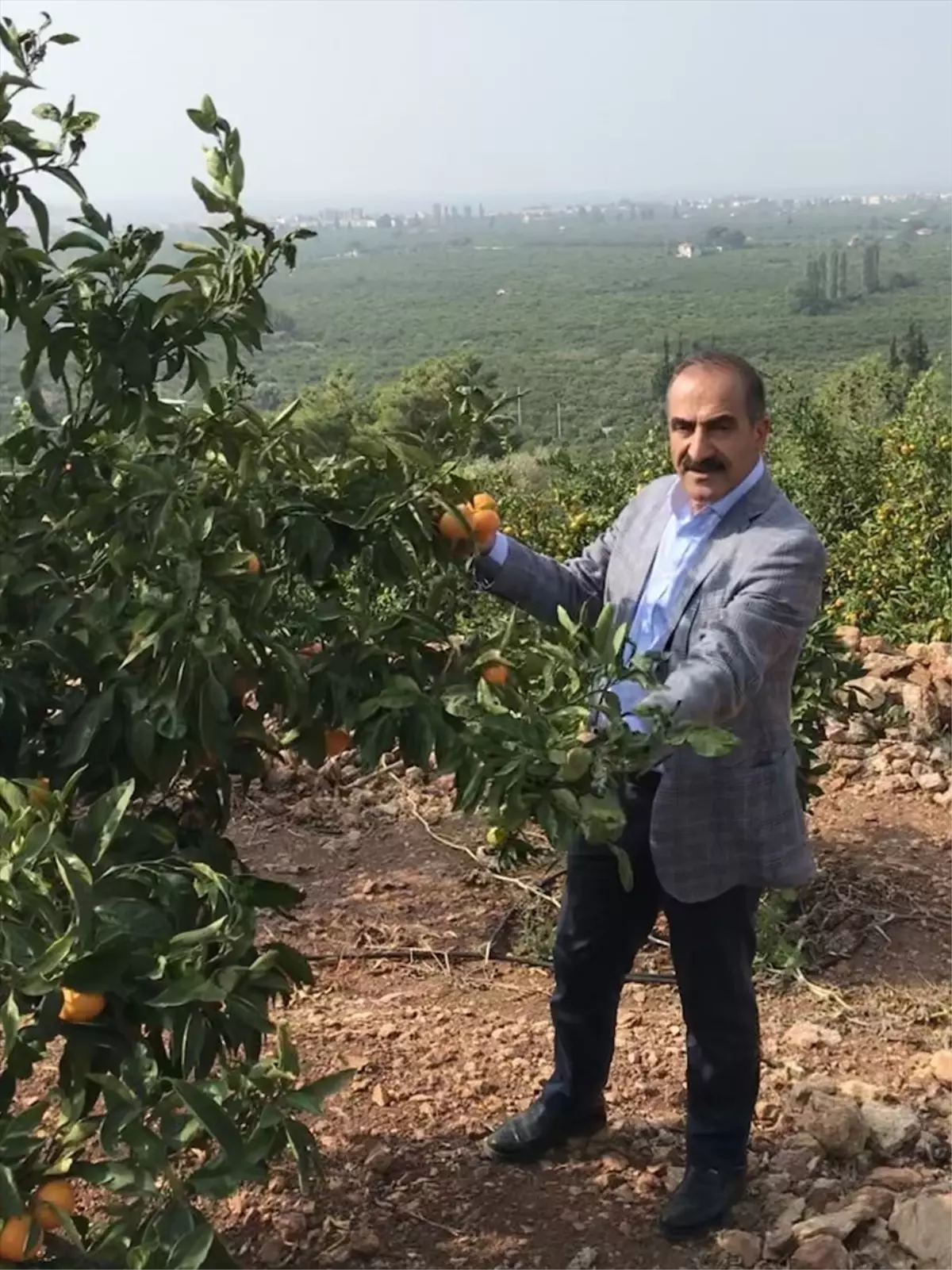 Ege Bölgesi'nde Narenciye Üretimi Yüzde 86 Artacak