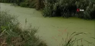 Geçmişte balık tutulan dere şimdi çöpler ve yosunlarla kaplı balçığa dönüştü