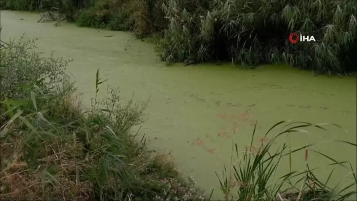 Geçmişte balık tutulan dere şimdi çöpler ve yosunlarla kaplı balçığa dönüştü
