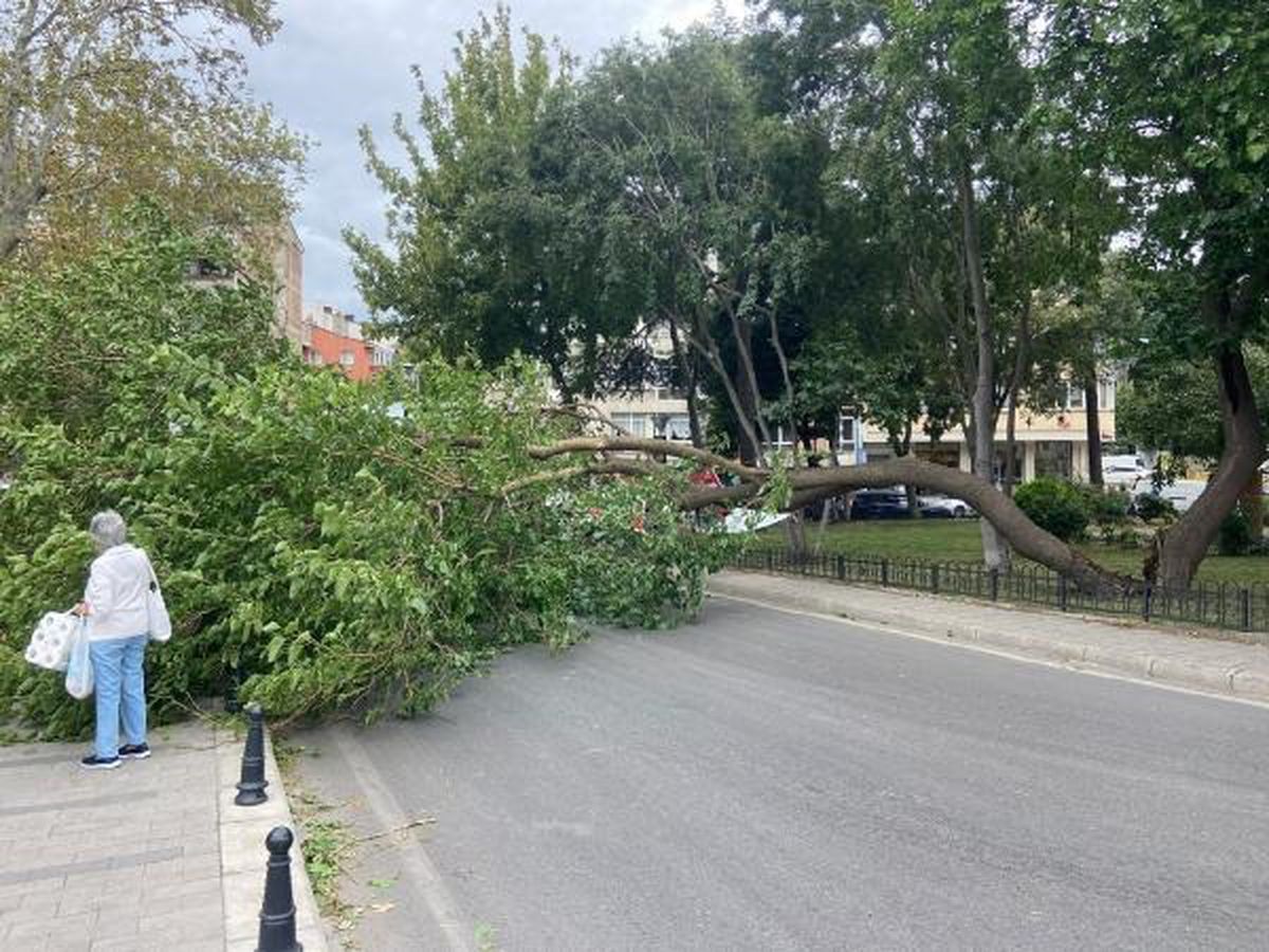 Kadıköy\'de Rüzgarın Etkisiyle Ağaç Devrildi