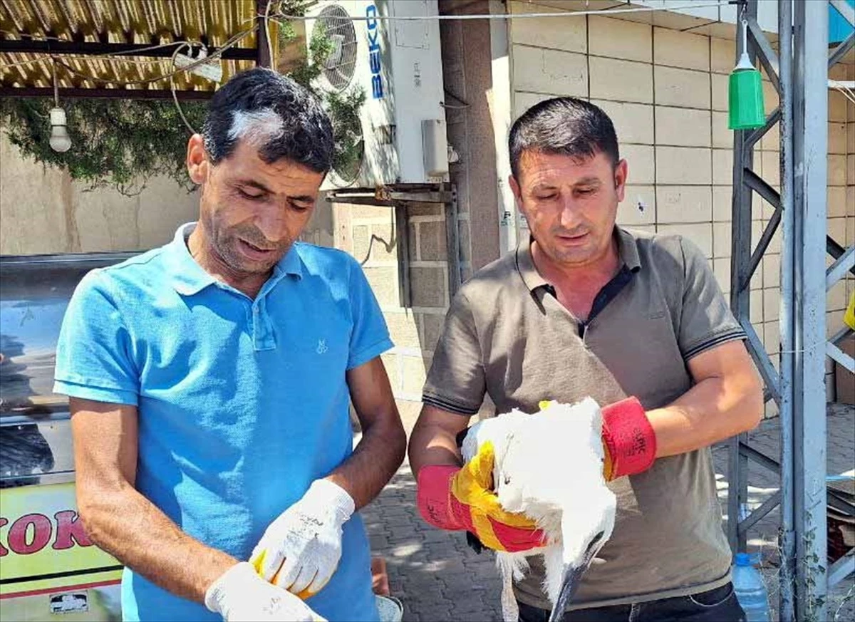 Kırıkkale\'de düşen leylek yavrusu tedavi edildikten sonra yuvasına konuldu