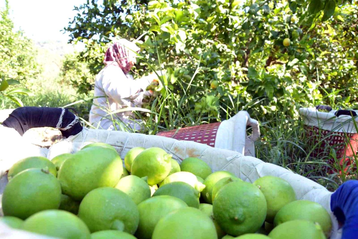 Muğla\'da Narenciye Üretiminde Büyük Artış Bekleniyor
