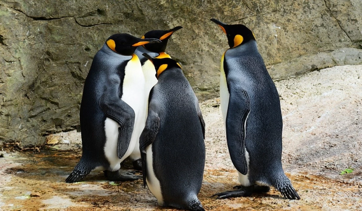 Penguenler neden kuzey kutbunda yaşamaz? Penguenlerin gizemli tercihi